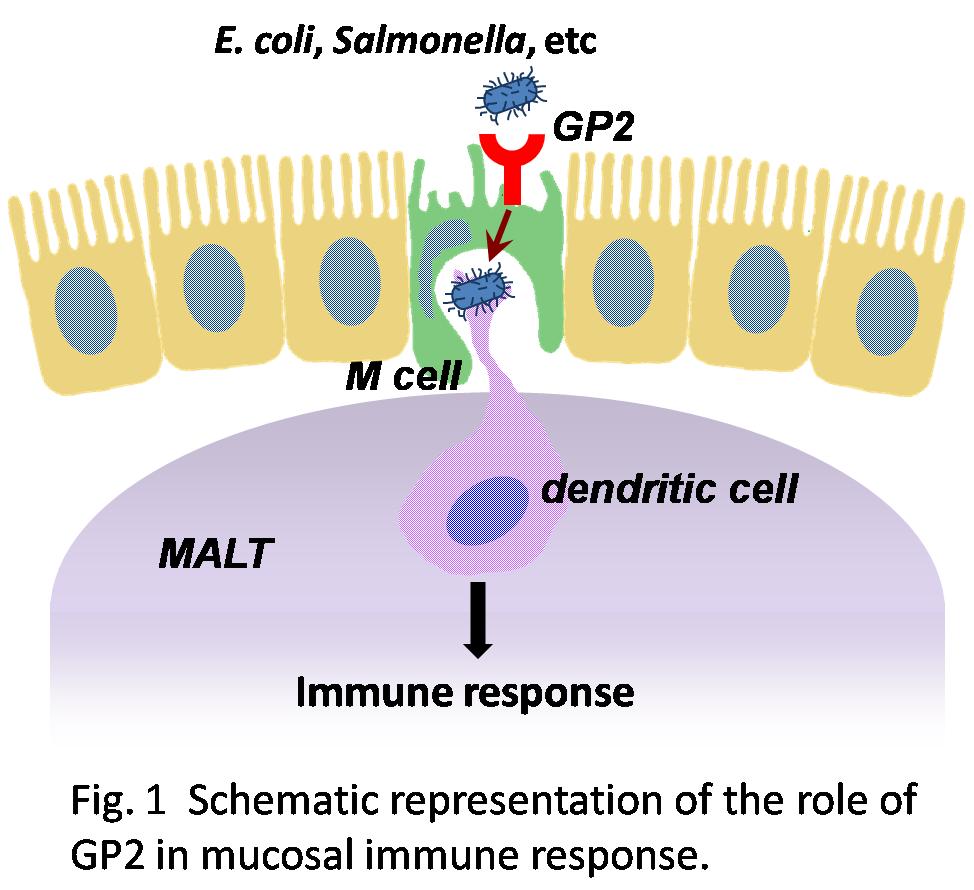 Key mucosal immune response mechanism identified Asia Research News