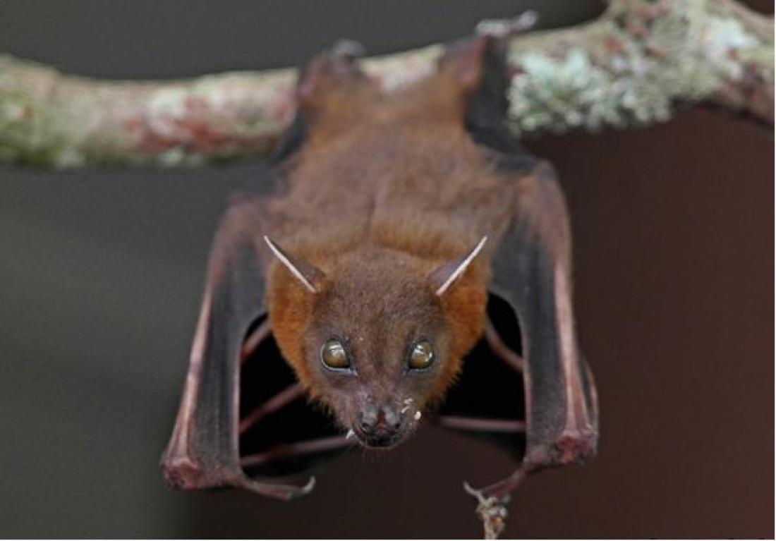 lesser dog faced fruit bat